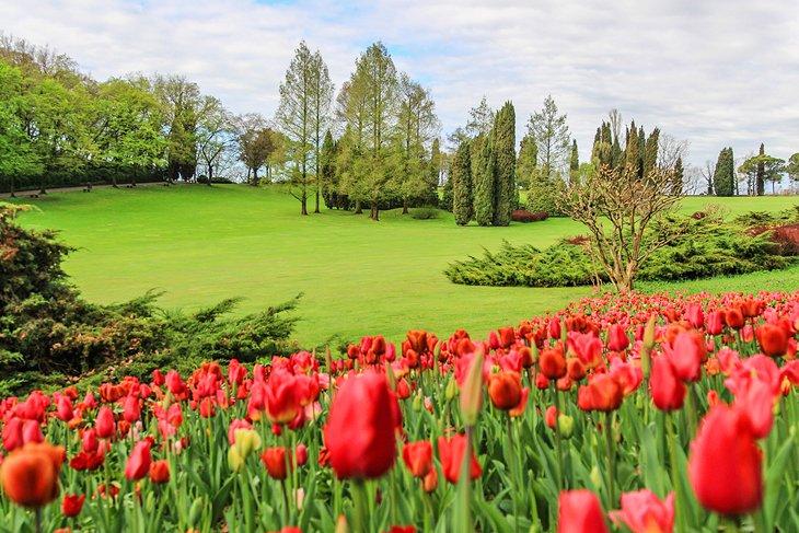 Tulipanes en flor en el Parco Giardino Sigurtà