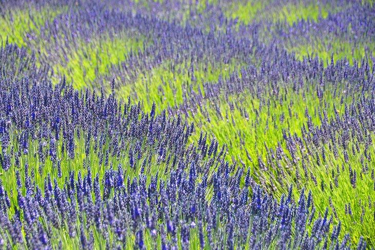 Granja Pelindaba Lavender