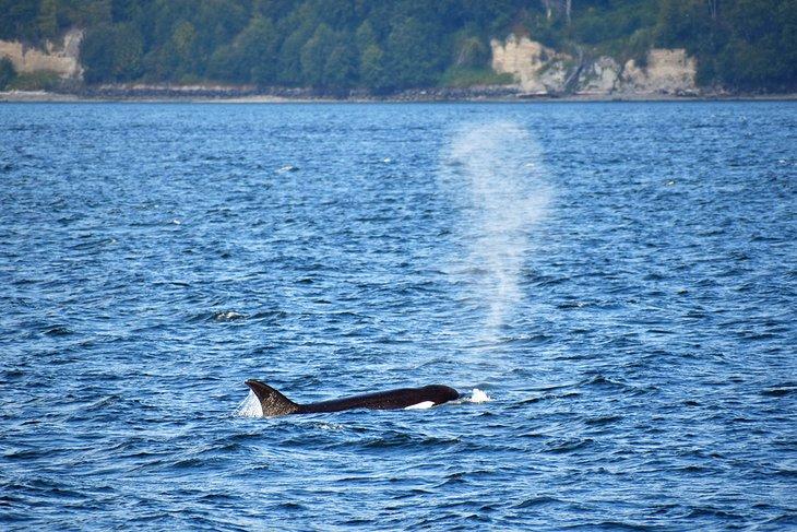 Orca en el Mar de Salish