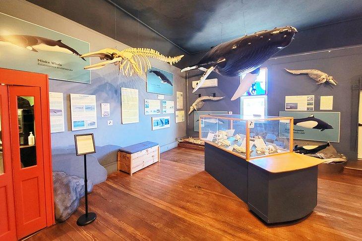 El Museo de Ballenas