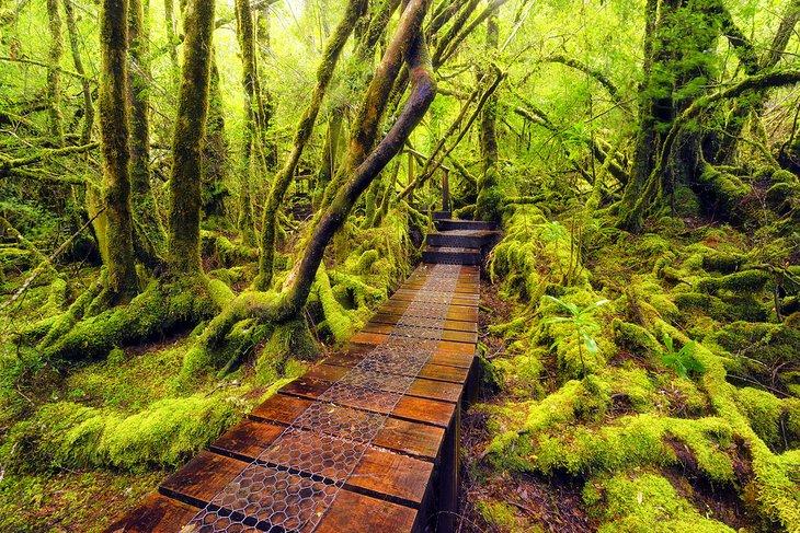Der Overland Track durch moosigen Wald im Cradle Mountain-Lake St. Clair Nationalpark
