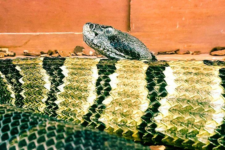 Serpiente de cascabel en el Centro de Educación sobre Vida Silvestre Salato