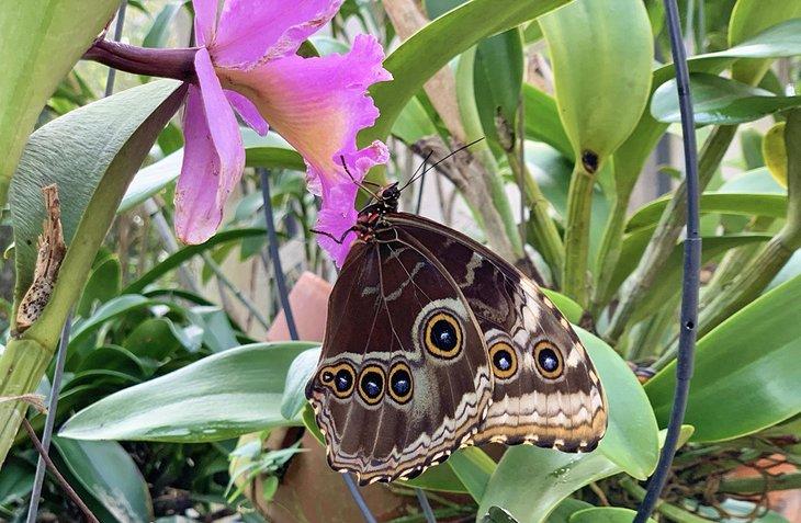 El personal de Butterfly World ha criado más de un millón de mariposas
