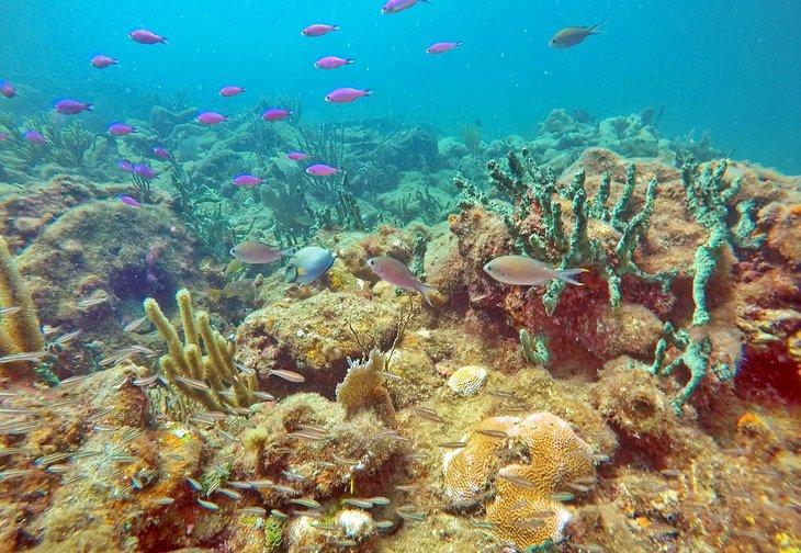 Arrecife de coral colorido frente a Pompano Beach