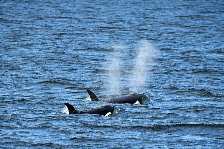 Orcas im Salish Sea