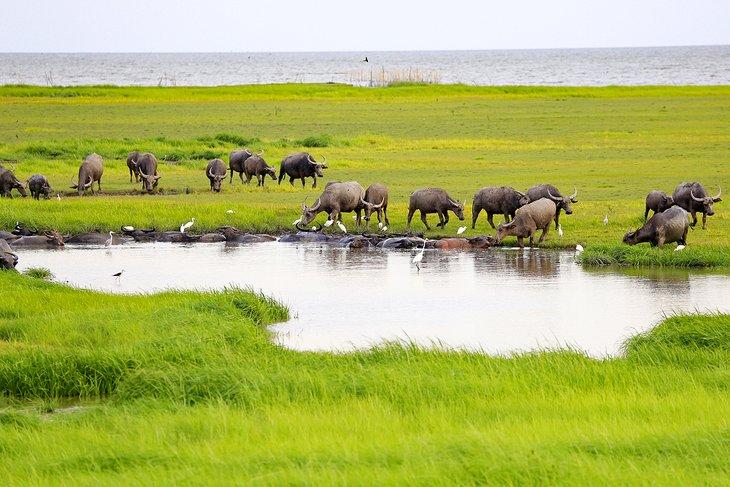 Wasserbüffel am Ufer des Songkhla-Sees