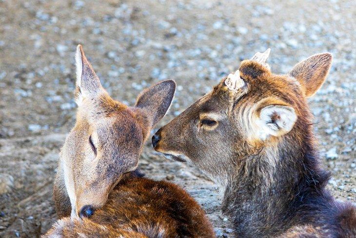 Cerfs au Smoky Mountain Deer Farm et Exotic Petting Zoo