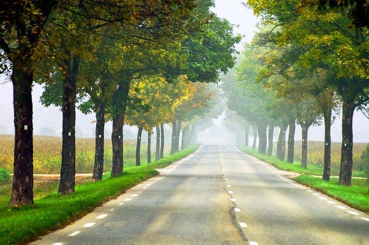 Nebelstraße im Elsass, Frankreich