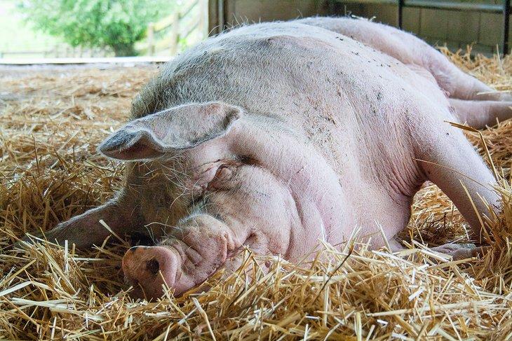 Cerdo durmiendo en el Santuario de Granja