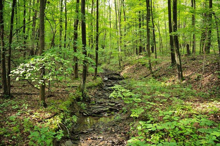 Senderismo en el Bosque Nacional de Finger Lakes
