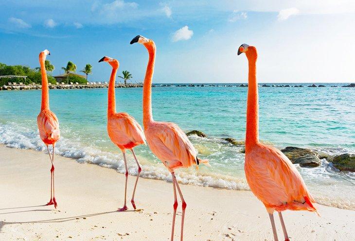 Playa Flamingo, Aruba