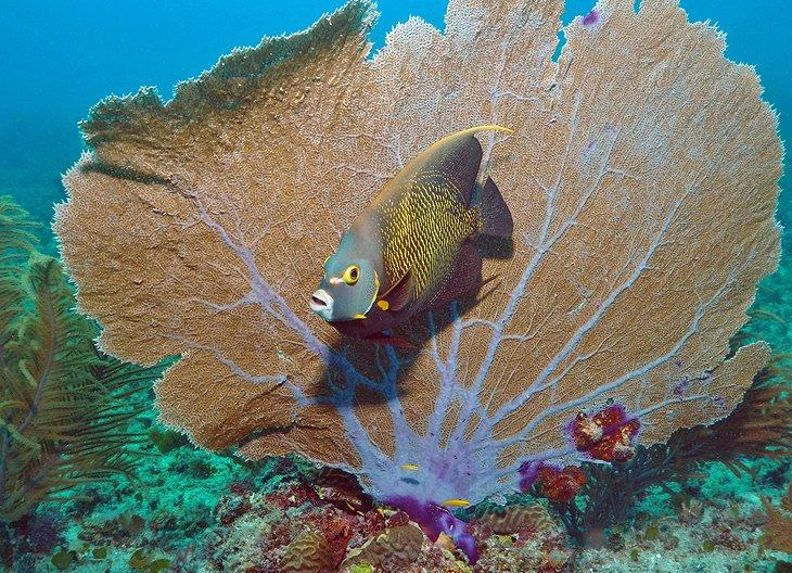 Pez ángel francés en Bonaire
