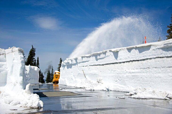 Desmalezado de la carretera de Hurricane Ridge en mayo