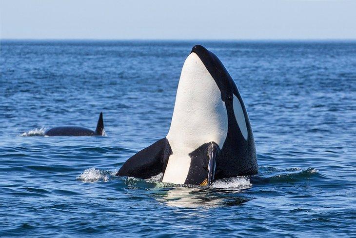 Orcas