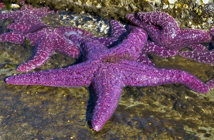 Estrellas de mar
