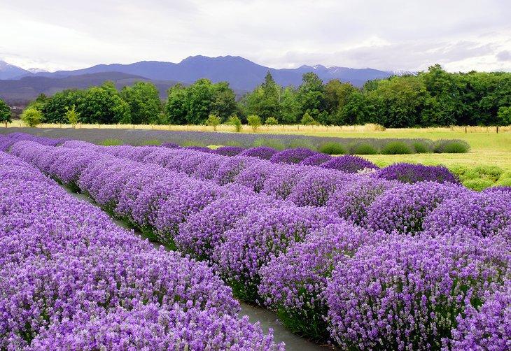 Granja de lavanda en Sequim