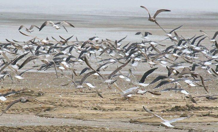 Gaviotas volando sobre la playa en el Parque Estatal Hart-Miller