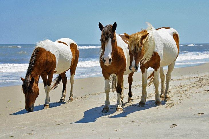 Los caballos salvajes de la Isla Assateague vagan libremente por la playa