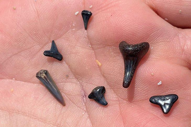 Dientes de tiburones encontrados en la Playa de Ponte Vedra
