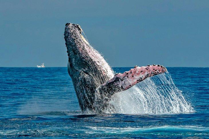 Ballena jorobada saltando