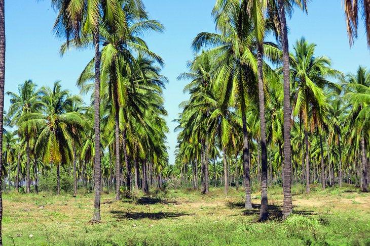 Palmeras en la Isla de la Piedra