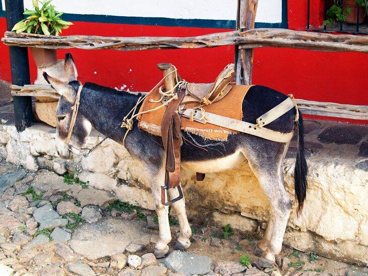 Burro en Copala