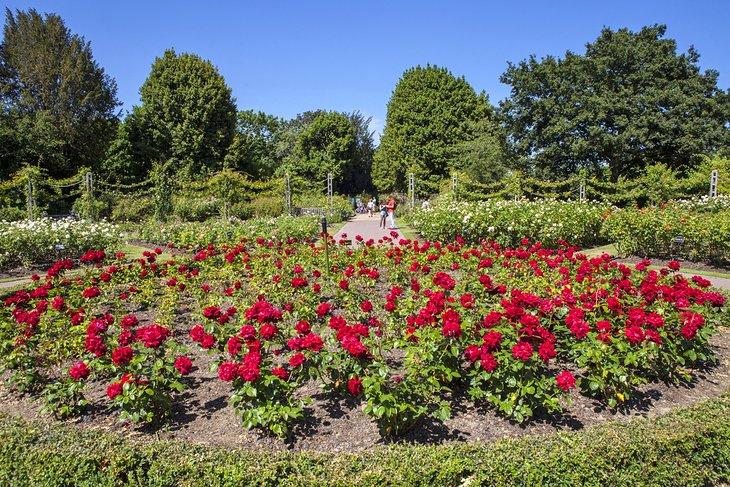 Jardins de roses de la reine Mary dans le parc Regent