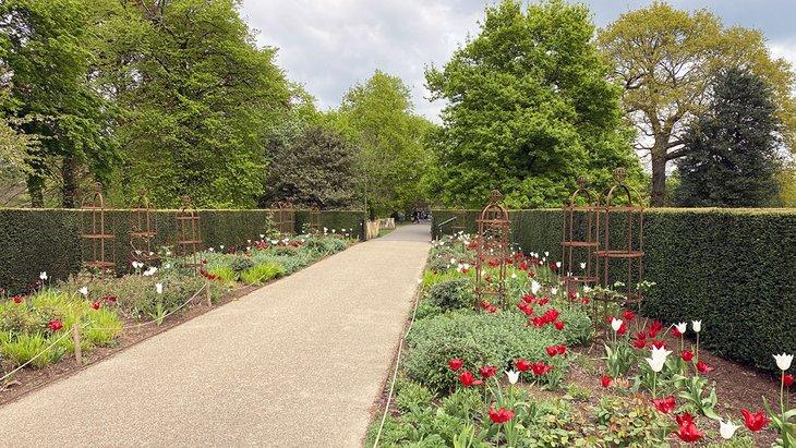 Le jardin de roses, parc royal de Greenwich