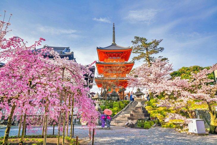 Templo Kiyomizu-dera y flores de cerezo en Kioto