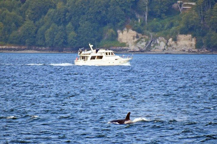 Orca en el Puget Sound