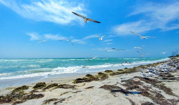 Mouettes volant au-dessus de Fort de Soto Beach