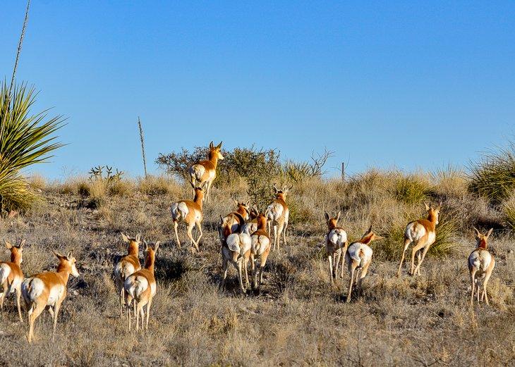 Straßenrand-Pronghorns machen ihre Flucht