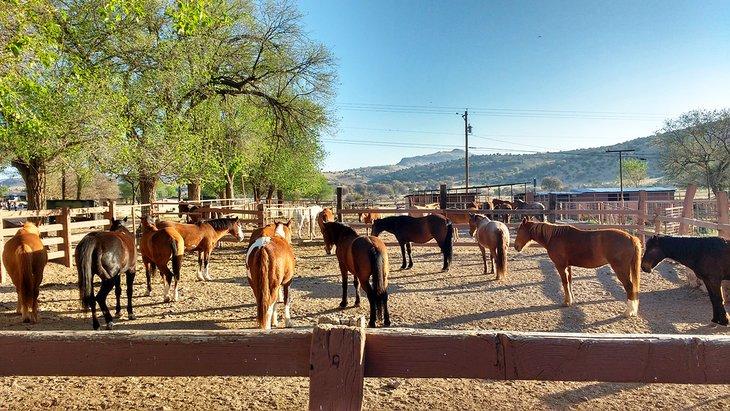 Pferde auf der Prude Ranch