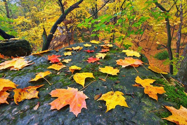 Belles couleurs d'automne au parc d'État Rock Cut