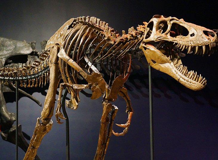 Musée d'Histoire Naturelle Burpee