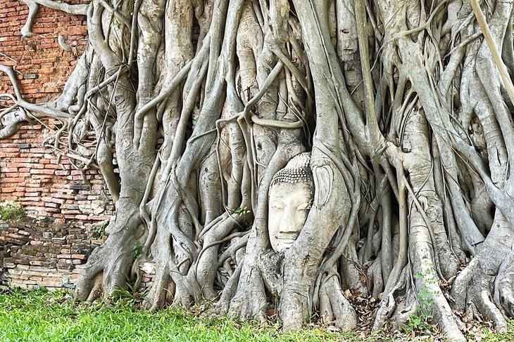 Buddha-Kopf in Wurzeln bei Wat Phra Mahathat