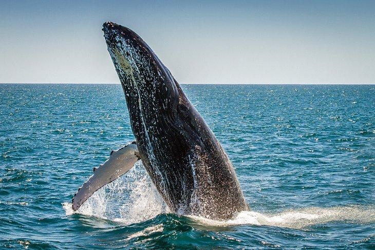 Crucero de Avistamiento de Ballenas, Hillarys Boat Harbour