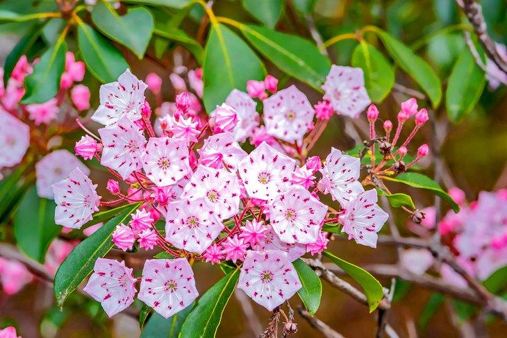 Flores de laurel de montaña