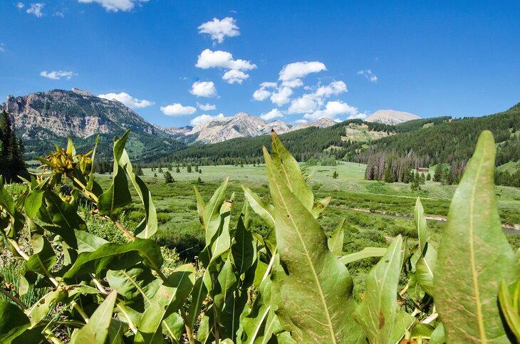 Bosque Nacional Bridger-Teton cerca de Granite Creek