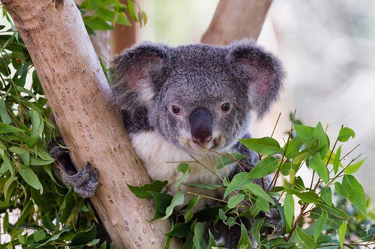 Koala en Billabong Sanctuary