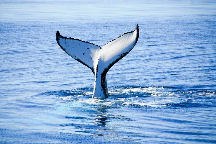 Ballena jorobada
