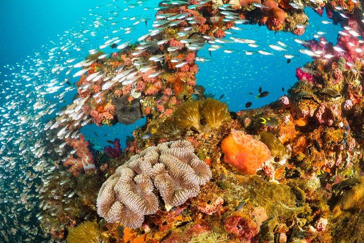 Coral y peces coloridos en el SS Yongala