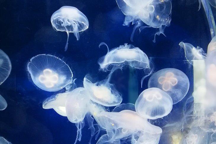 Medusas en el Acuario de Anglesey