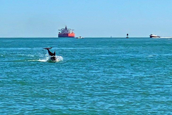 Dauphin à Port Aransas