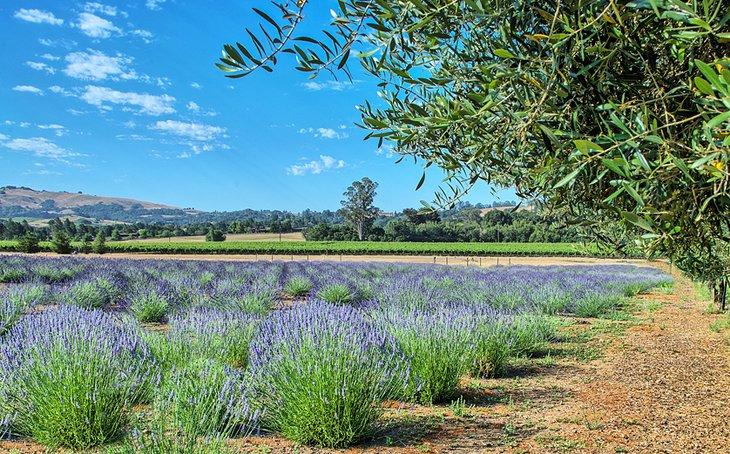 Campos de lavanda en Sonoma