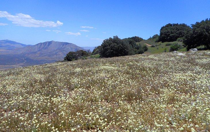 Flores silvestres floreciendo en el Volcan Mountain Wilderness Preserve