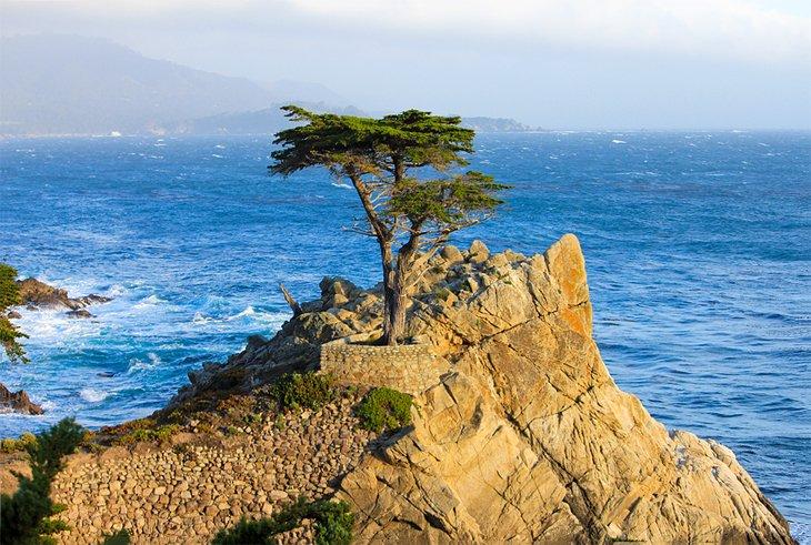 El Ciprés Solitario cerca de Carmel-by-the-Sea