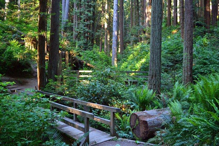 Bosque Comunitario de Arcata y Parque Redwood