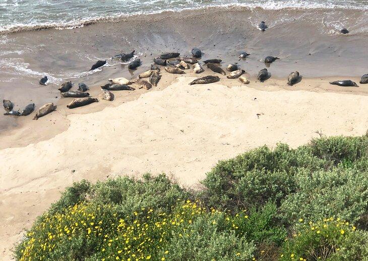 Rookery de focas en el puerto de Carpinteria