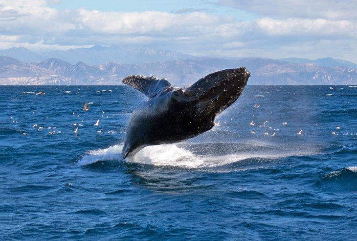 Ballena saltando frente a Santa Bárbara